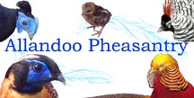 Allandoo Pheasantry Logo with birds