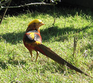 Golden Pheasant cock