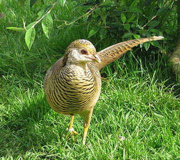 Golden Pheasant hen