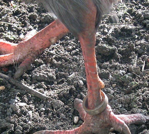 spurs on Brown Eared Pheasant cock