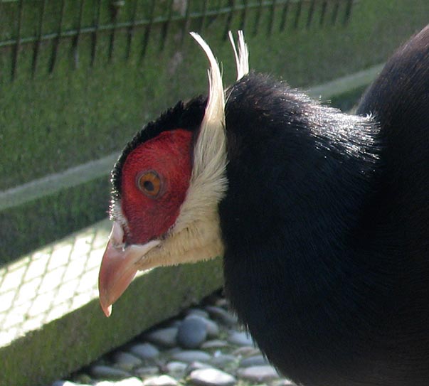 face of Brown Eared Pheasant hen