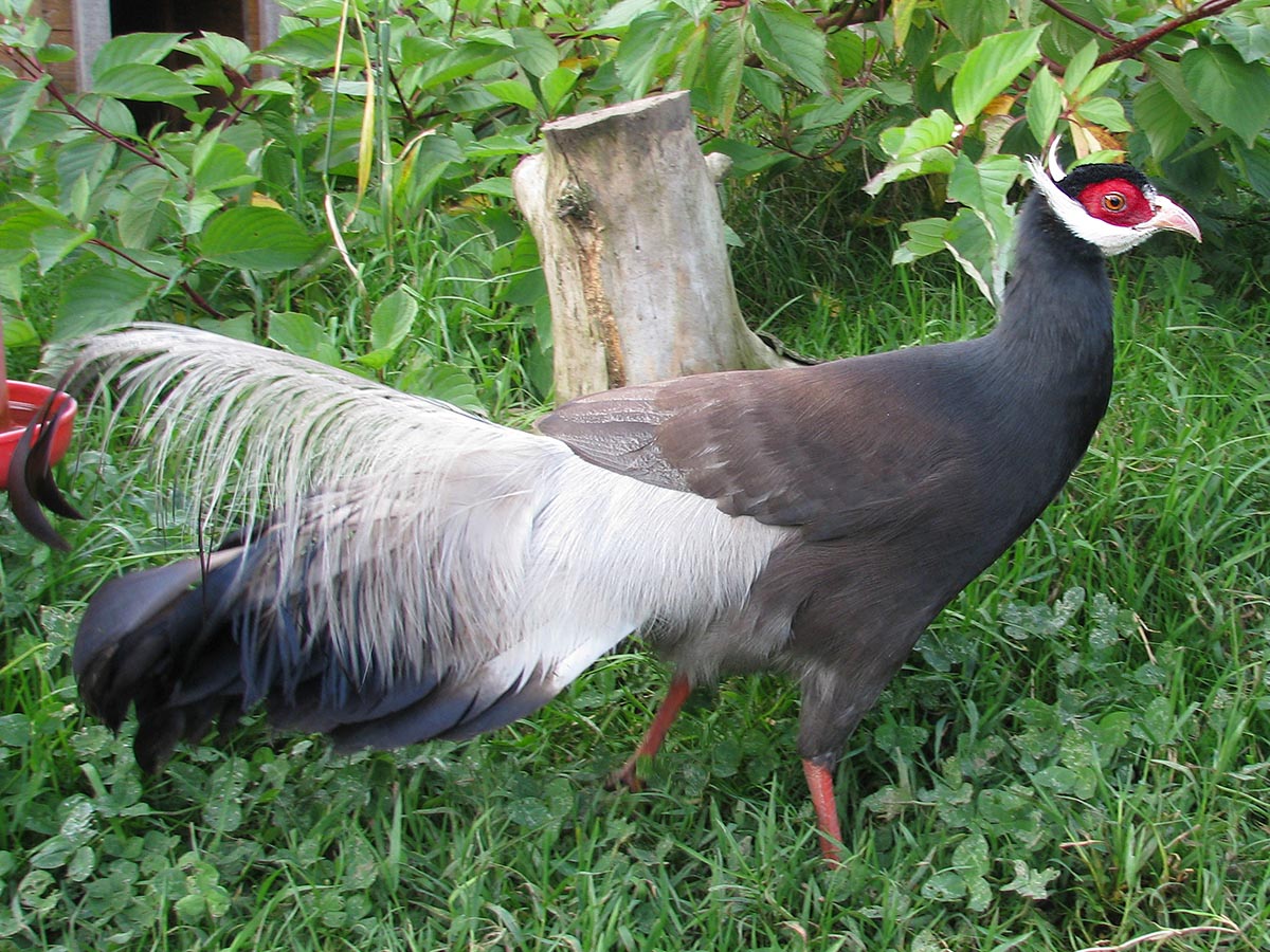 Brown Eared Pheasant
