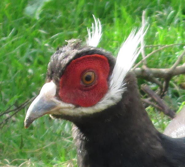 face of Brown Eared Pheasant cock