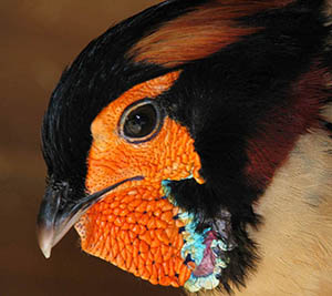 Cabot's Tragopan Pheasant cock