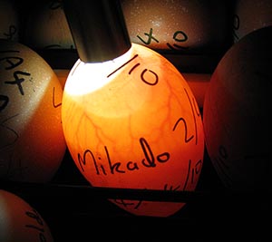 candling an egg