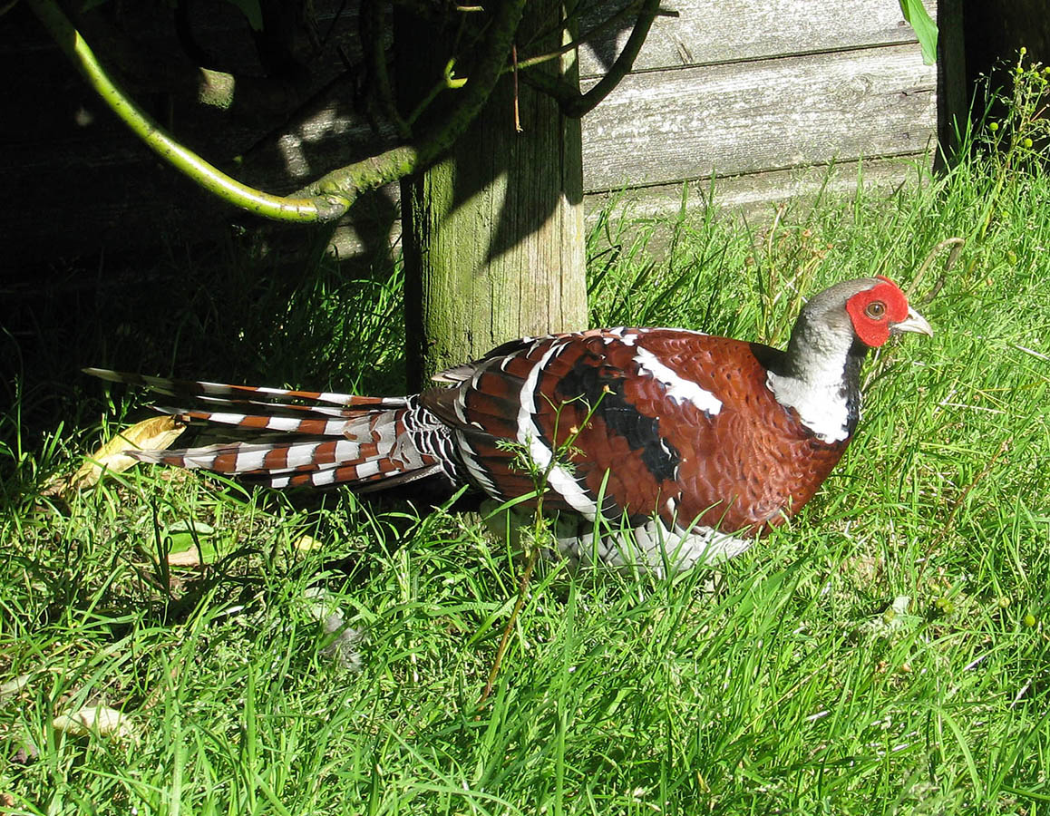 Elliot's cock Pheasant