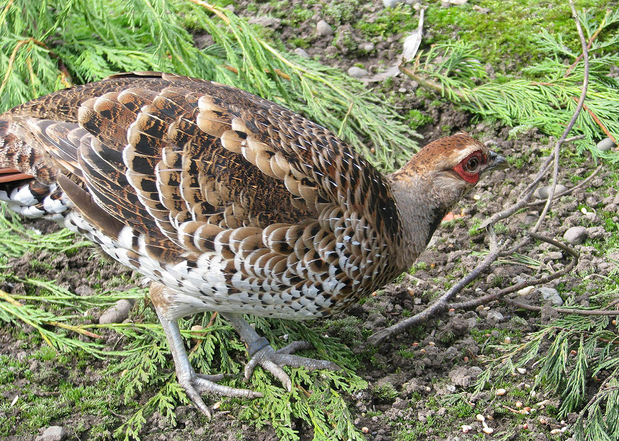 Elliot's Pheasant hen