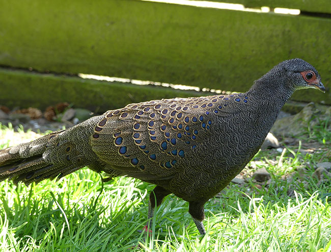Germaine's Peacock Pheasant cock