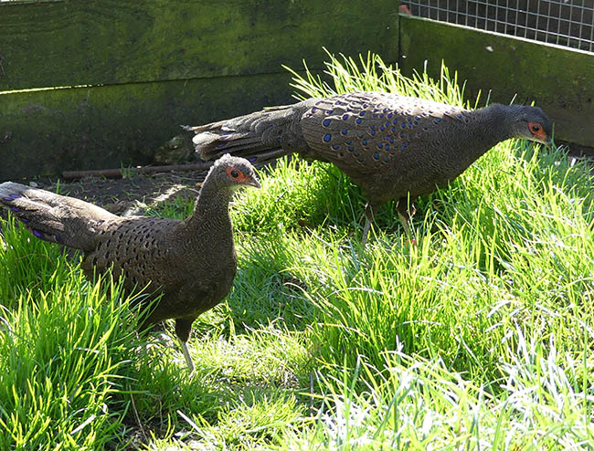 Pair of Germaine's Peacock Pheasants