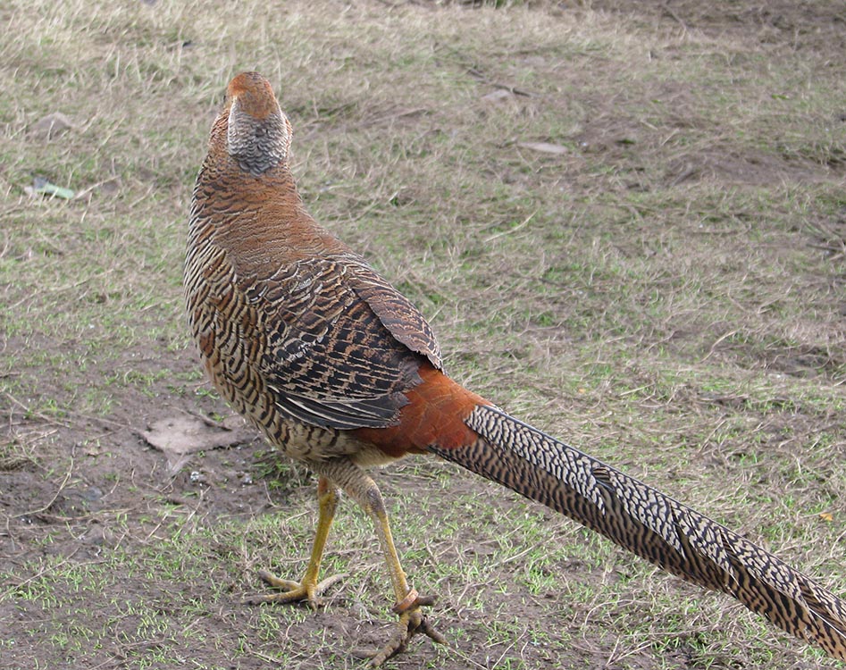 young Golden Pheasant cock