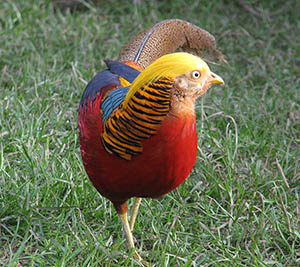 Golden Pheasant cock