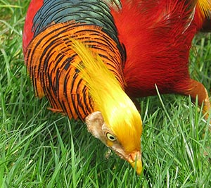 Golden cock Pheasant