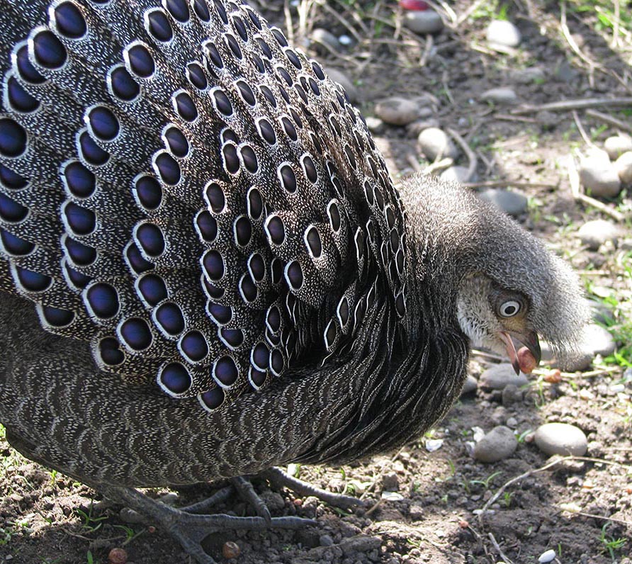 Grey Peacock cock Pheasant