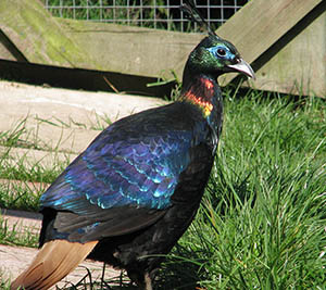 Himalayan Monal cock Pheasant