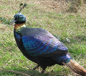 Himalayan Monal Pheasant cock
