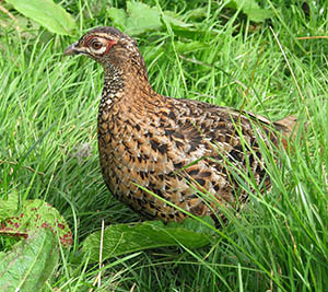 Ijima Copper Pheasant hen