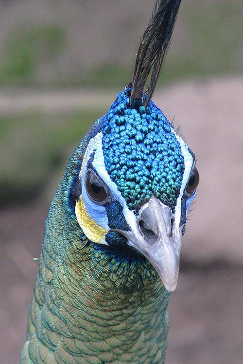 Javanese Green Peacock face