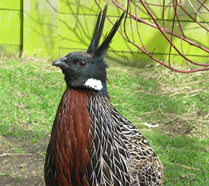 Koklass cock Pheasant