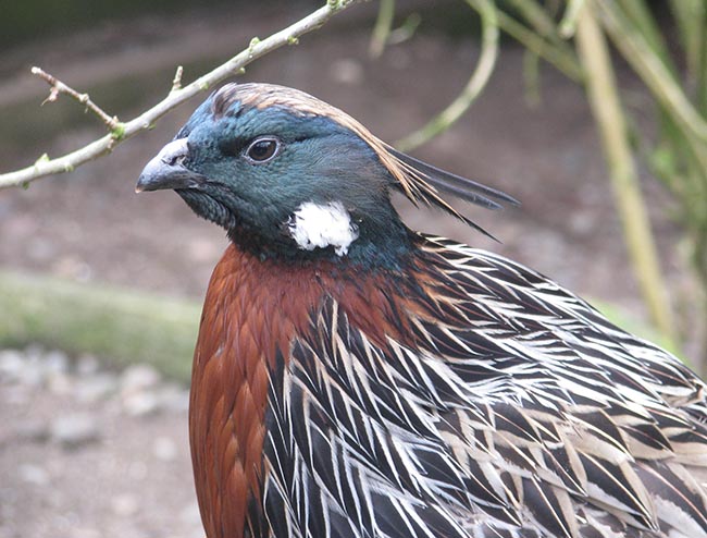Koklass Pheasant cock