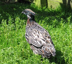 Koklass Pheasant cock