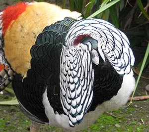 Lady Amherst cock Pheasant displaying