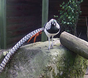 Lady Amherst cock Pheasant