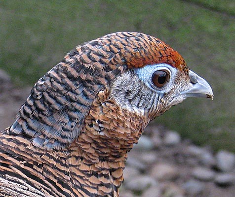 Lady Amherst Pheasant hen