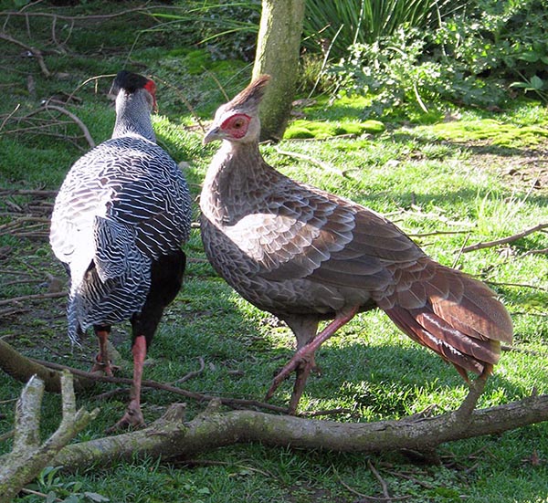 pair Lewis Silver Pheasants