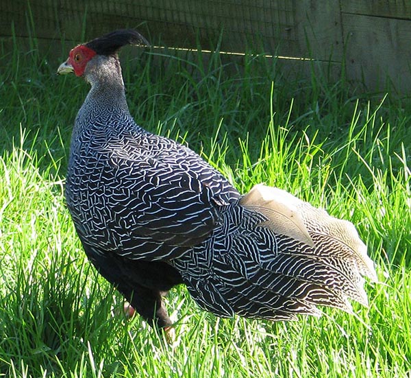 Lewis Silver Pheasant cock