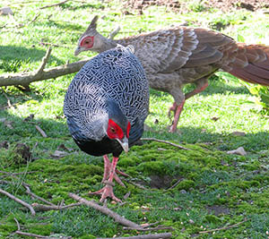 pair Lewis Silver Pheasants