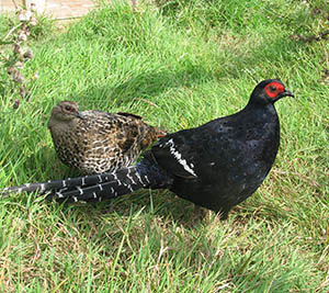 pair Mikado Pheasants