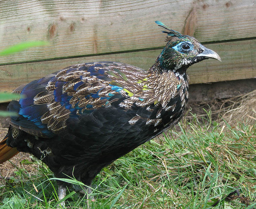 1 year old Himalayan Monal cock Pheasant