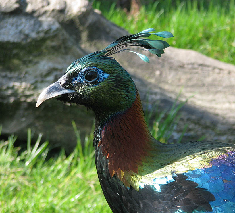 Himalayan Monal Pheasant