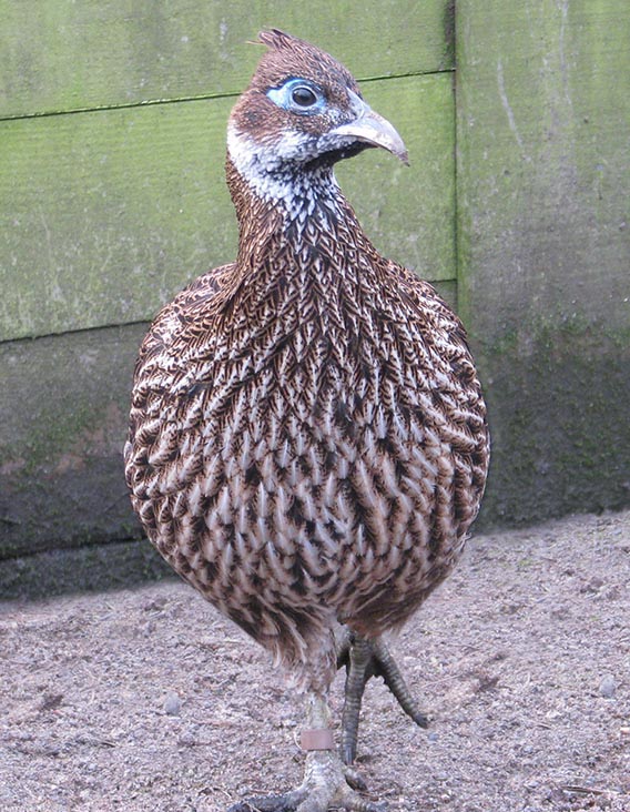 Himalayan Monal Pheasant cock