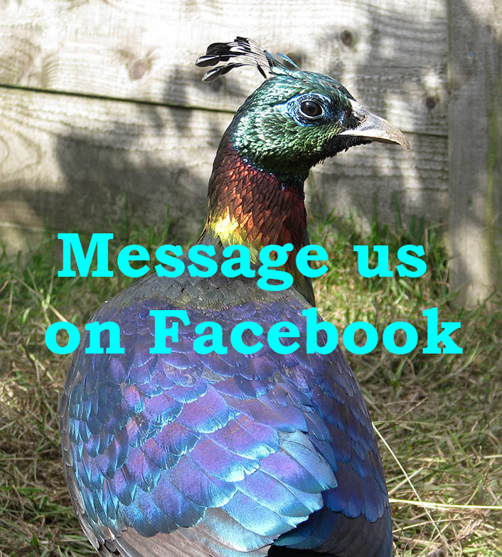 facebook link
