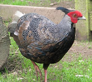 1 year old Lewis Silver Pheasant cock