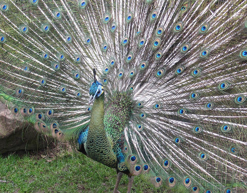 Javanese Green Peacock