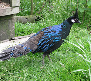 Palawan Peacock Pheasant cock