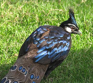 Palawan Peacock Pheasant cock