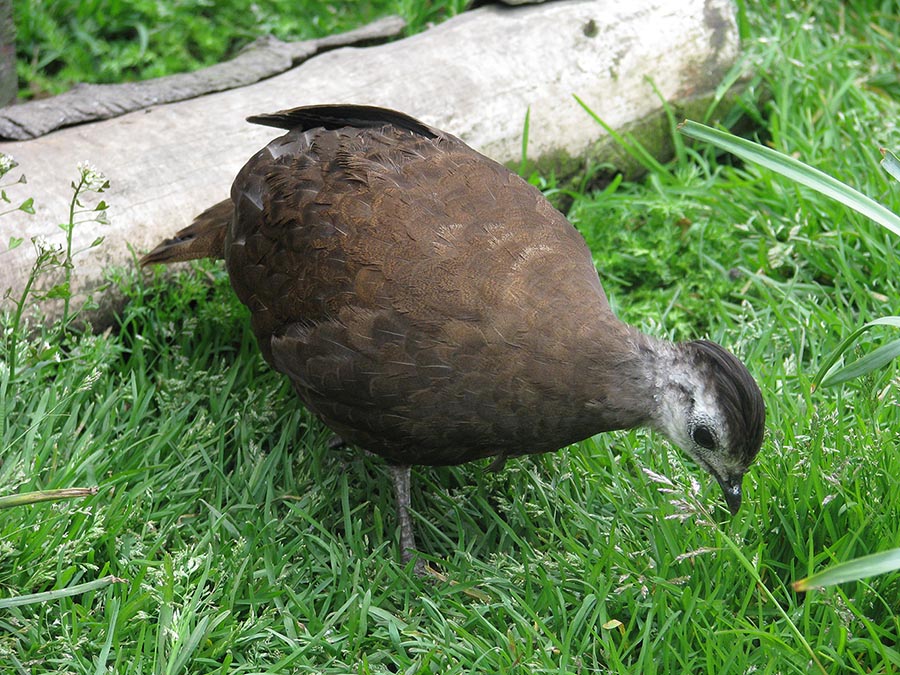 Palawan Peacock Pheasant hen