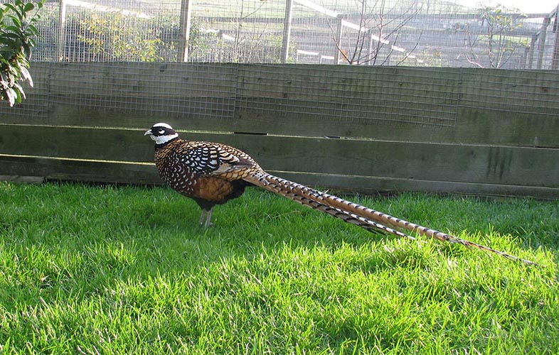 Reeves Pheasant cock