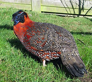 Satyr Tragopan cock Pheasant