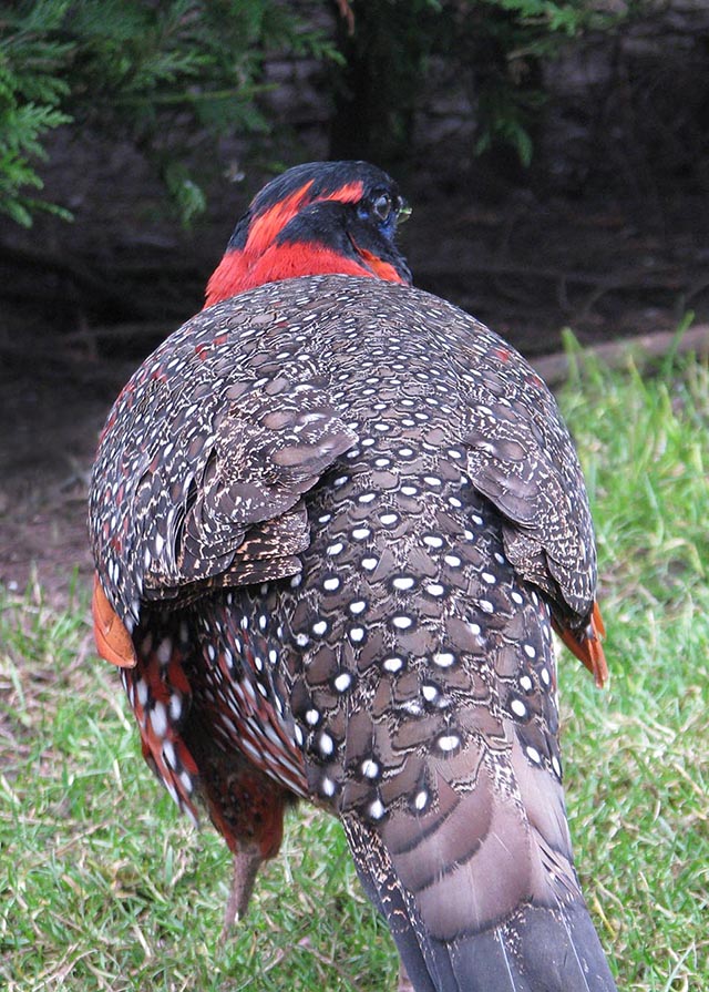 Satyr Tragopan Pheasant cock
