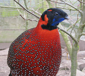 Satyr Tragopan cock Pheasant