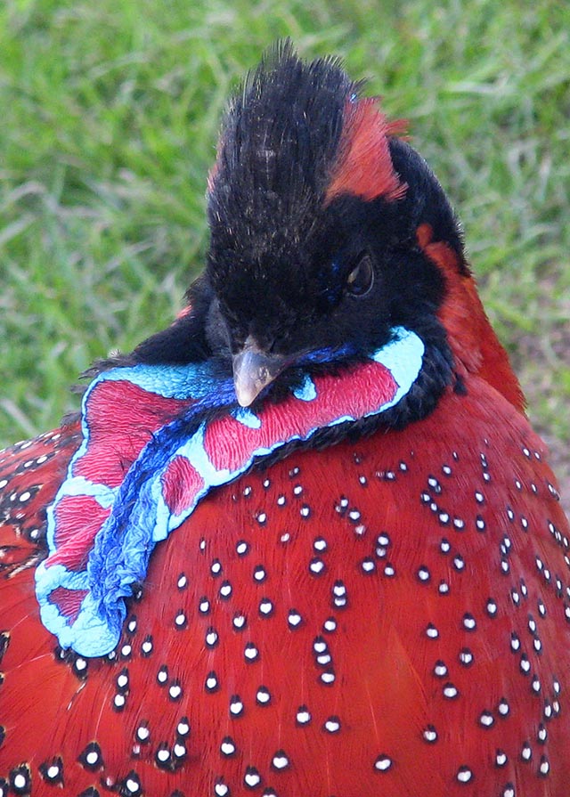 Satyr Tragopan Pheasant cock