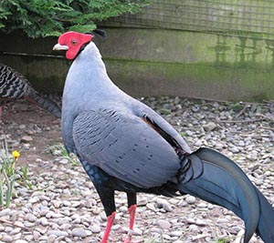 Siamese Fireback cock Pheasant