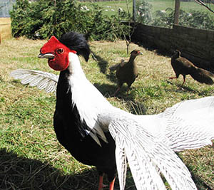 True Silver cock Pheasant