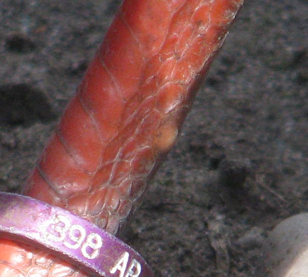 spurs on Brown Eared Pheasant hen