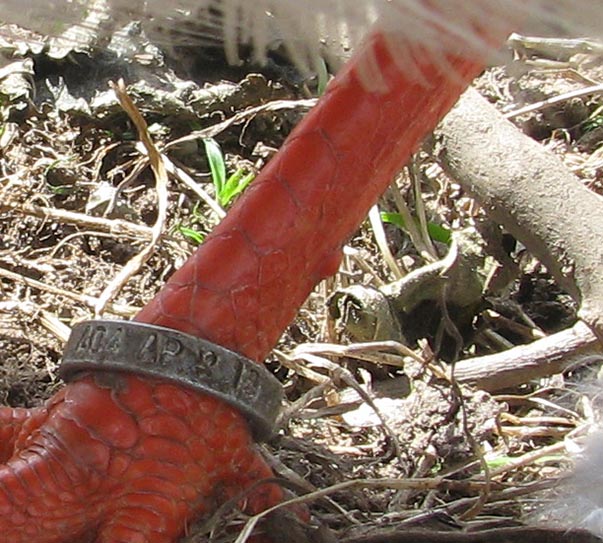 spur on White Eared Pheasant hen