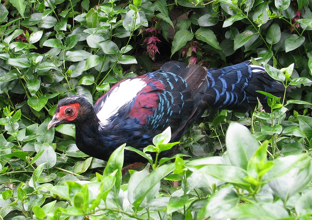Swinhoe cock Pheasant